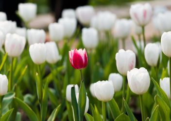 Profitieren Unternehmen von Diversität & Inklusion?