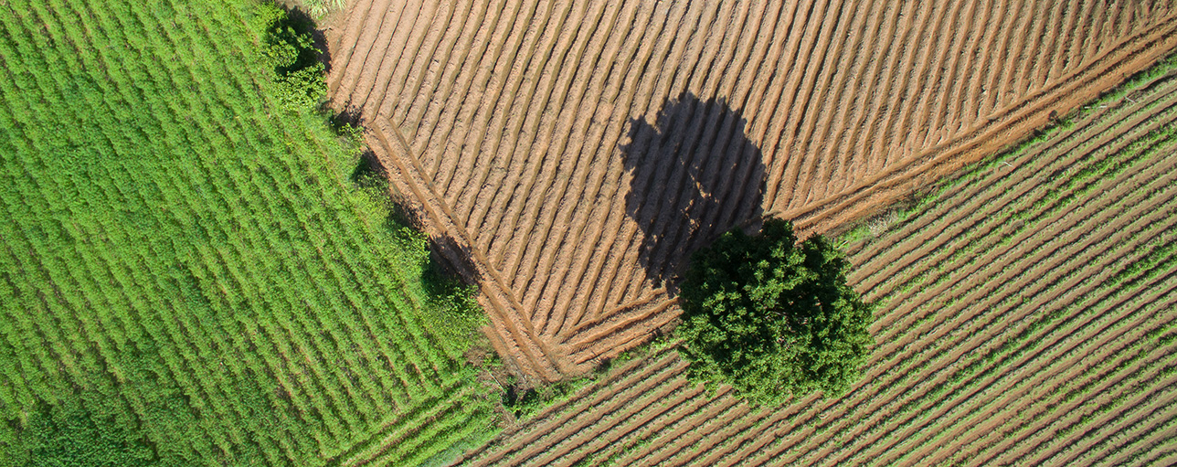 Aerial view of farmland
