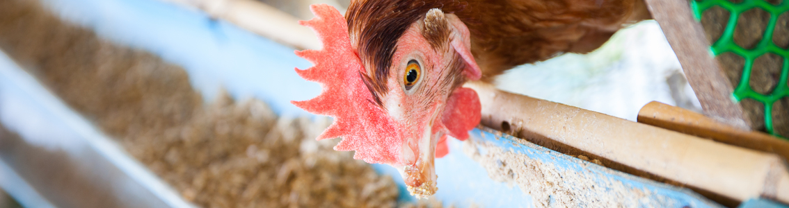 Animal Feed Chicken