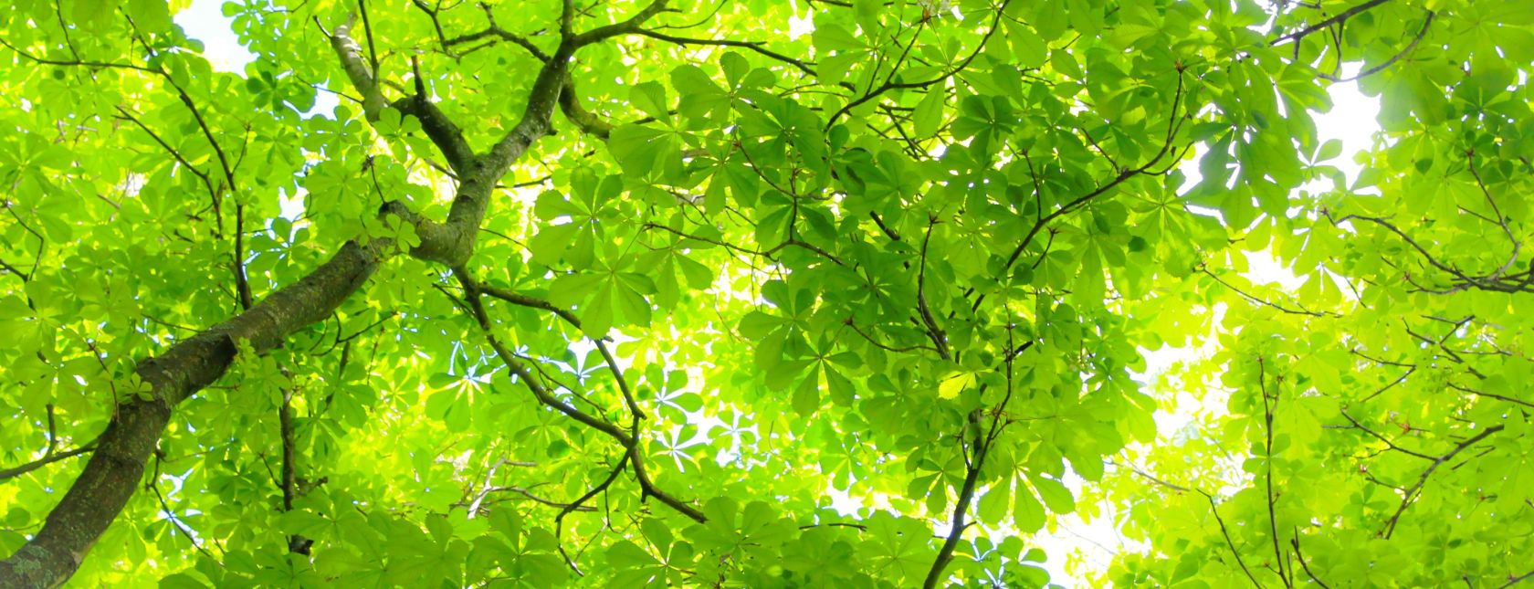 Gebäude mit Glaswänden, die die Bäume entlang der Straße reflektieren