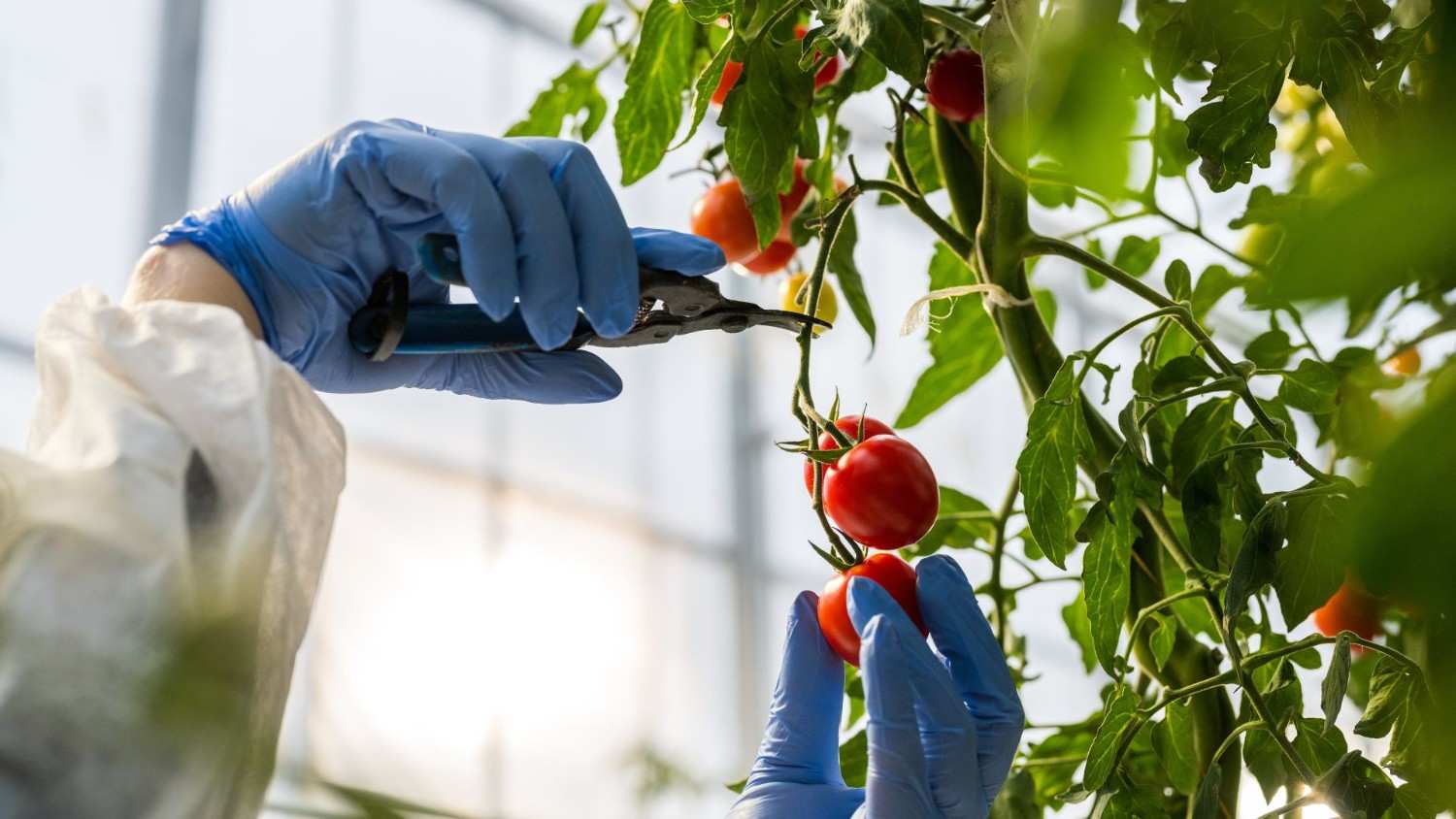 Nahaufnahme von Händen, die Tomaten schneiden