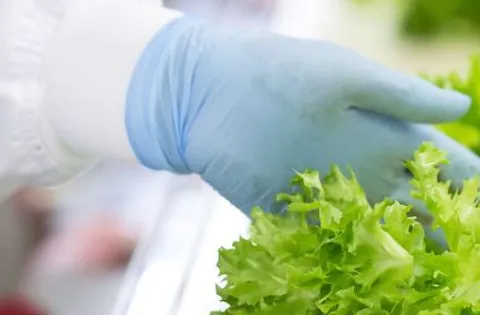 Was ist ein Managementsystem für Lebensmittelsicherheit?