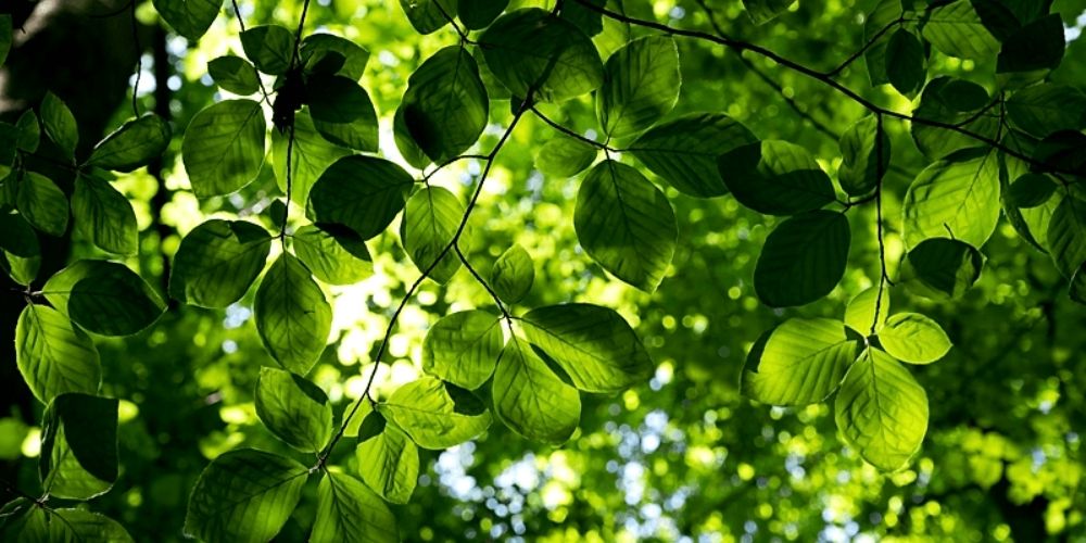 ISO 14001:2026 Training für die Umstellung