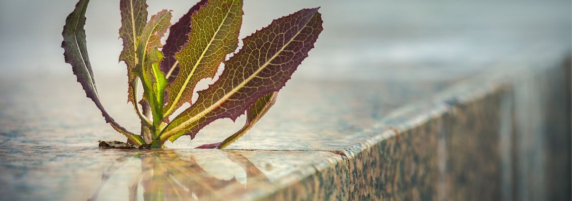 Anpassung der Natur an eine städtische Umgebung