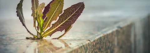 Anpassung der Natur an eine städtische Umgebung