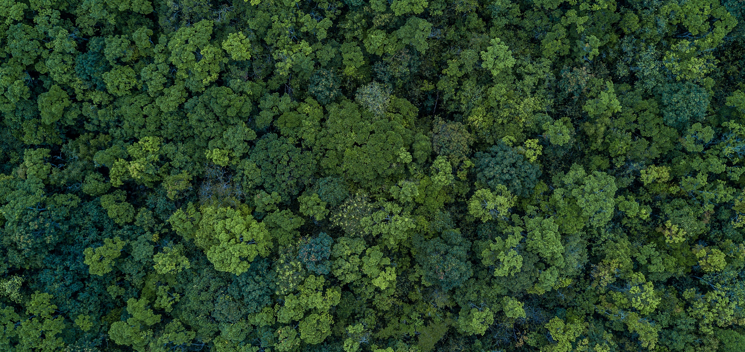 Aerial top view forest