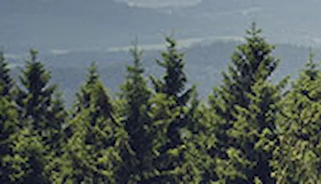 FSC® Forest Management-certifiering