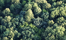 FSC® - Chain of Custody (CoC)