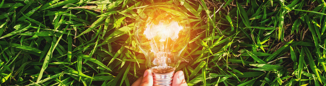 Light bulb in green grass