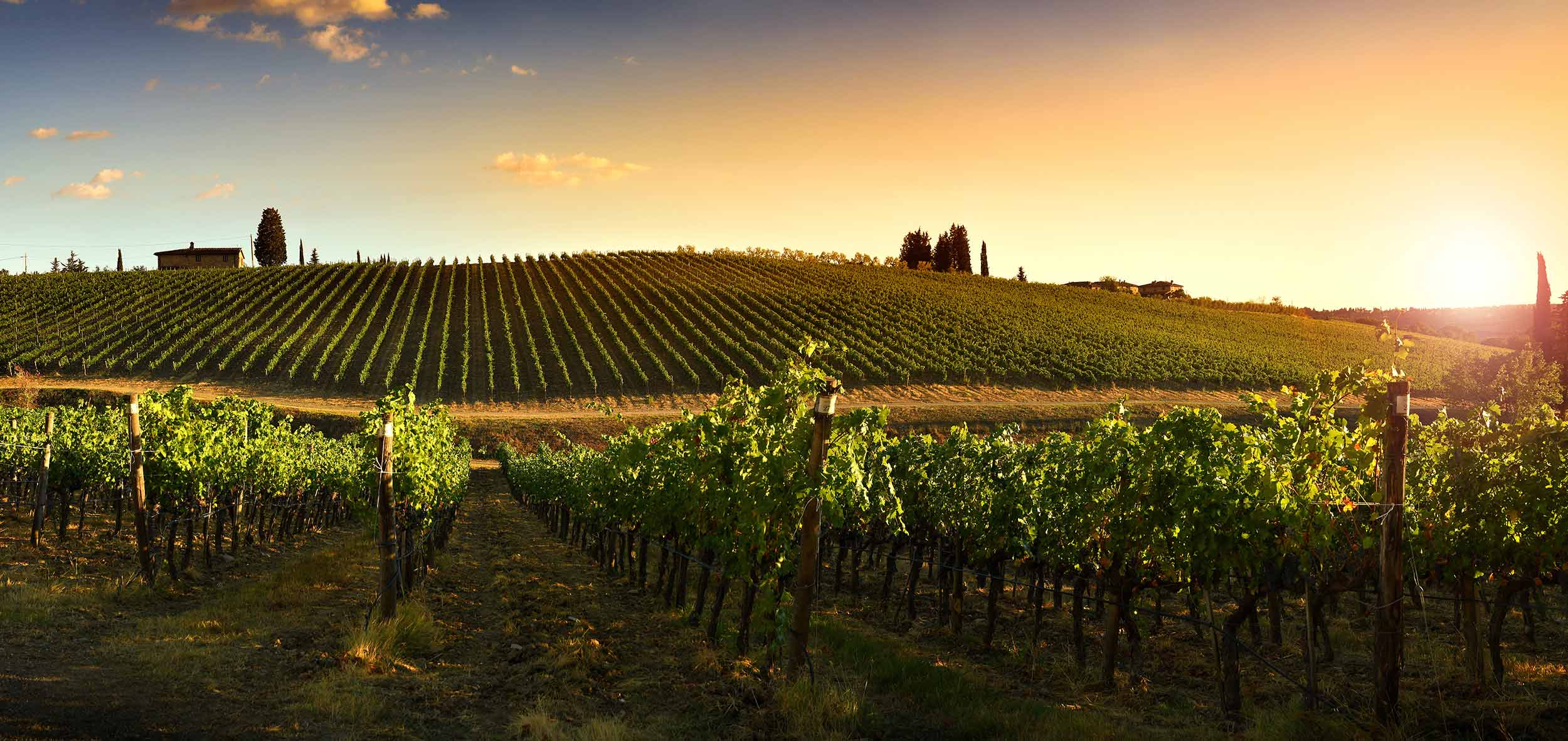 Blick über Weinberg