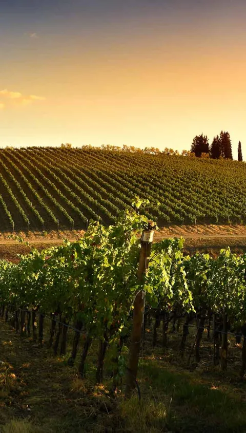 Blick über Weinberg