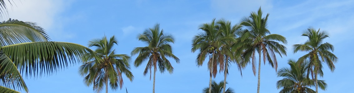 RSPO Zertifizierung Palmöl