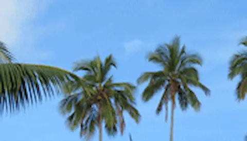 Zertifizierung nach dem RSPO (Round Table on Sustainable Palm Oil)-Standard